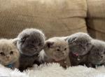 Max and Bella - British Shorthair Cat For Sale - Philadelphia&comma; PA&comma; US