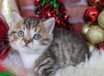 Stitch - Munchkin Cat For Sale - Neosho&comma; MO&comma; US
