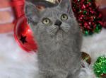 Hagrid - Munchkin Cat For Sale - Neosho&comma; MO&comma; US