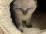 Mike - Scottish Fold Cat For Sale - Herndon&comma; VA&comma; US