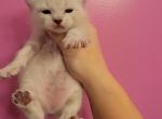 Female - Highlander Cat For Sale - Frenchtown&comma; MI&comma; US