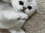 Katie Cat - Scottish Fold Cat For Sale - Houston&comma; TX&comma; US