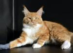Eremey - Maine Coon Cat For Sale - New York&comma; NY&comma; US