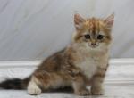 Electra of Romanov Dynasty - Siberian Cat For Sale - Ashburn&comma; VA&comma; US