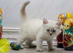 Havana of Romanov Dynasty - Siberian Cat For Sale - Ashburn&comma; VA&comma; US