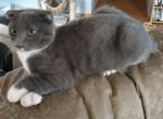 Polydactyl Scottish Fold Manx - Scottish Fold Cat For Sale - Mokelumne Hill&comma; CA&comma; US