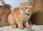 Green - Scottish Fold Cat For Sale - Huntington Beach&comma; CA&comma; US