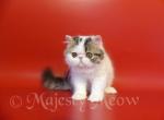 Lorenzo - Persian Cat For Sale - Yucca Valley&comma; CA&comma; US