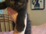 Pure black Scottish - Scottish Straight Cat For Sale - Grand Rapids&comma; MI&comma; US