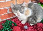 Bellatrix - Munchkin Cat For Sale - Neosho&comma; MO&comma; US