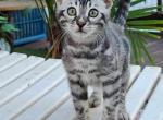 Silver charcoal bengal - Bengal Cat For Sale - Norwalk&comma; OH&comma; US