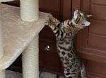 Lilly - Bengal Cat For Sale - Macon&comma; MO&comma; US