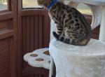 Paul - Bengal Cat For Sale - Macon&comma; MO&comma; US