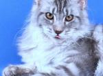 Grace - Maine Coon Cat For Sale - New York&comma; NY&comma; US