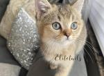 Scottish kitten - Scottish Straight Cat For Sale - Thornton&comma; CO&comma; US