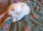 Himalayan Persian Kittens - Himalayan Cat For Sale - Satellite Beach&comma; FL&comma; US