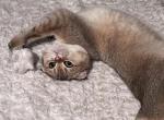 Knoppa - Scottish Fold Cat For Sale - San Mateo&comma; CA&comma; US