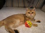 Arik - British Shorthair Cat For Sale - San Mateo&comma; CA&comma; US