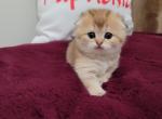 Wanda Alphastar - Scottish Fold Cat For Sale - Levittown&comma; PA&comma; US