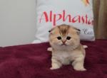 Walt Alphastar - Scottish Fold Cat For Sale - Levittown&comma; PA&comma; US