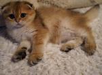 Salomon - Scottish Fold Cat For Sale - San Mateo&comma; CA&comma; US