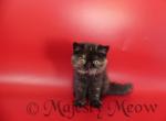 Zoe - Exotic Cat For Sale - Yucca Valley&comma; CA&comma; US