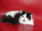 Shimmer - Persian Cat For Sale - Yucca Valley&comma; CA&comma; US