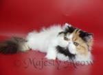 Chantelle - Persian Cat For Sale - Yucca Valley&comma; CA&comma; US