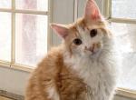 LaPerm Red and white male - LaPerm Cat For Sale - Salem&comma; OR&comma; US