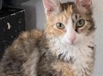 Calico girl - LaPerm Cat For Sale - Salem&comma; OR&comma; US