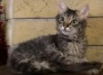 Tabby male - LaPerm Cat For Sale - Salem&comma; OR&comma; US