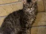 LaPerm Tabby F - LaPerm Cat For Sale - Salem&comma; OR&comma; US