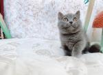 zale - Munchkin Cat For Sale - Staten Island&comma; NY&comma; US