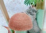 bonnie - Munchkin Cat For Sale - Staten Island&comma; NY&comma; US