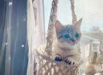 bonny - Munchkin Cat For Sale - Staten Island&comma; NY&comma; US