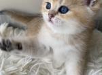 Litter B - Scottish Fold Cat For Sale - Staten Island&comma; NY&comma; US