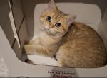 Afrodita - British Shorthair Cat For Sale - San Mateo&comma; CA&comma; US
