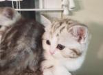 Gerta & Alexa - Scottish Straight Cat For Sale - Holland&comma; PA&comma; US