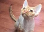 Bonus - Devon Rex Cat For Sale - Brooklyn&comma; NY&comma; US