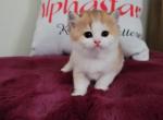 Willa Alphastar - Scottish Fold Cat For Sale - Levittown&comma; PA&comma; US