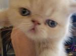 MALE CREAM  EXOTIC SHORTHAIR - Exotic Cat For Sale - Cumming&comma; GA&comma; US