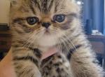 Brown Female Exotic Shorthair - Exotic Cat For Sale - Cumming&comma; GA&comma; US