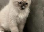 Noah - Ragdoll Cat For Sale - Mount Vernon&comma; WA&comma; US