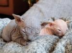 TICA registered kittens - Sphynx Cat For Sale - Rockford&comma; IL&comma; US