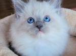 Blue point mitted - Ragdoll Cat For Sale - Farmville&comma; VA&comma; US