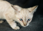Kathy - Savannah Cat For Sale - Fontana&comma; CA&comma; US