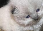 Lilac Himalayan Male Perfect Holiday Gift - Himalayan Cat For Sale - Biglerville&comma; PA&comma; US