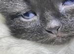 Black Doll Face Persian - Persian Cat For Sale - Biglerville&comma; PA&comma; US