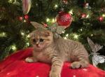 Brady - Scottish Fold Cat For Sale - Renton&comma; WA&comma; US