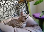 Majestic White Bengal - Bengal Cat For Sale - VA&comma; US